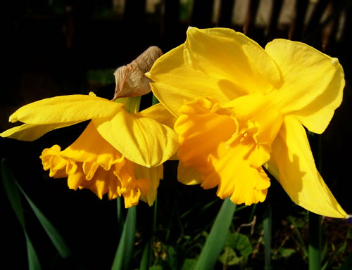 daffodils in the garden from this morning