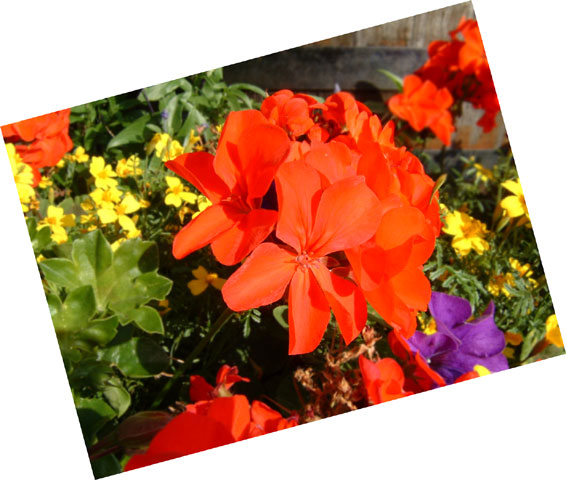 Close-up of flowers at Platform 2 - Bicester North (Click for a not so close-up)