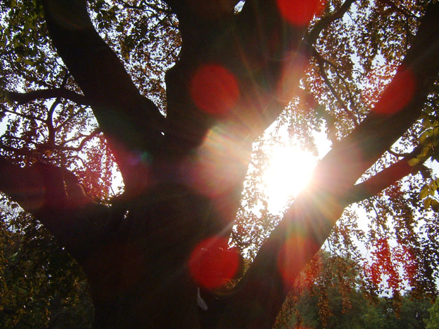 Setting Sun seen through the branches of a tree in Regent's Park (near the tennis courts!)