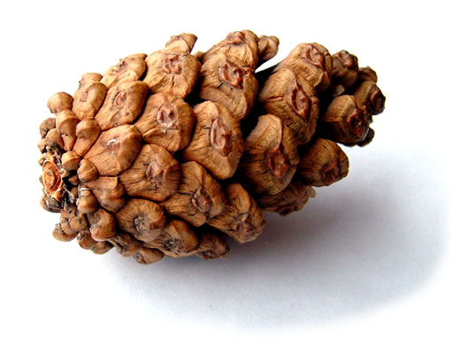 Stolid as an Oak... (and yes I know it's not a picture of an acorn!)