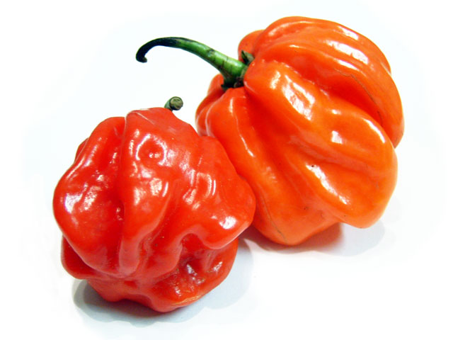 'Scotch Bonnet'