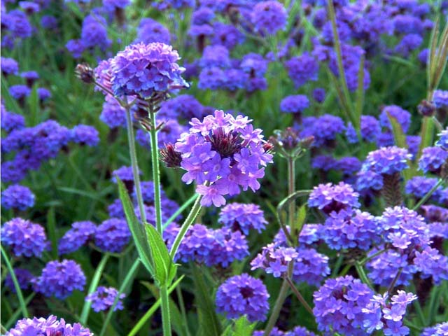 el flower