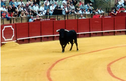 Bullfight 03