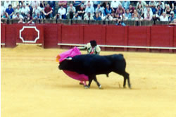 Bullfight 04