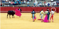 Bullfight 05